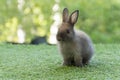 Adorable fluffy baby bunny rabbit sitting on green grass over natural background. Furry cute wild-animal single spring time at Royalty Free Stock Photo