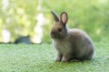 Adorable fluffy baby bunny rabbit sitting on green grass over natural background. Furry cute wild-animal single spring time at Royalty Free Stock Photo