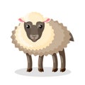 Adorable fluffy baby sheep with dark soft wool