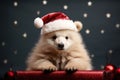 Adorable fluffy bear in Santa hat, posing on a festive dark background with stars.