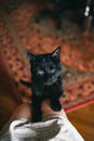 Adorable and fluffy black blind cat leaning on it's owners legs