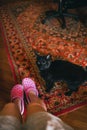 Adorable and fluffy black blind cat next to it's owner