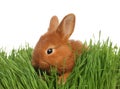 Adorable fluffy bunny in grass. Easter symbol