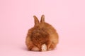 Adorable fluffy bunny on background, back view. Easter symbol