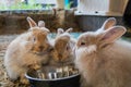 Three adorable fluffy bunny rabbits eating out of silver bowl at the county fair