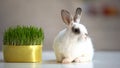 Adorable fluffy bunny sitting on table near green plant, herbal pet nutrition