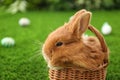 Adorable fluffy bunny in wicker basket on grass, closeup. Easter symbol