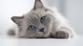 The adorable fluffy cat resting peacefully on the table..AI generated image Royalty Free Stock Photo