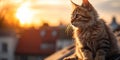adorable fluffy cat sit on roof overview on old town Tallinn on evening sunset