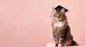 Adorable fluffy cat wearing graduation cap on pastel background Royalty Free Stock Photo