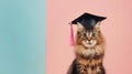 Adorable fluffy cat wearing graduation cap on pastel background Royalty Free Stock Photo