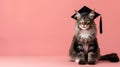 Adorable fluffy cat wearing graduation cap on pastel background Royalty Free Stock Photo