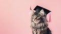 Adorable fluffy cat wearing graduation cap on pastel background Royalty Free Stock Photo