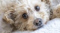 The adorable fluffy dog.AI generated image Royalty Free Stock Photo