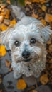 Adorable Fluffy Dog Surrounded by Autumn Leaves Cute and Cuddly Puppy in Fall Season White Furry Pet with Curious Eyes Seasonal