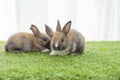Adorable fluffy family baby rabbit bunnies brown white sitting together on the green grass. Tiny furry three baby bunny playful on