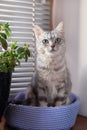 Adorable gray tabby cat with green eyes is sitting on a cat bed near to a window and pot plant and looking to the camera Royalty Free Stock Photo