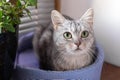 Adorable gray tabby cat with green eyes is sitting on a cat bed near to a window and pot plant and looking to the camera Royalty Free Stock Photo