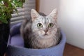 Adorable gray tabby cat with green eyes is sitting on a cat bed near to a window and pot plant and looking to the camera Royalty Free Stock Photo