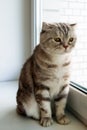 Adorable fluffy gray tabby Scottish fold cat with yellow eyes. Royalty Free Stock Photo
