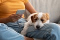 Adorable fluffy jack russel dog sleeping on owner laps