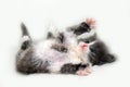 Adorable fluffy kitten Royalty Free Stock Photo
