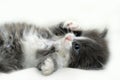 Adorable fluffy kitten Royalty Free Stock Photo