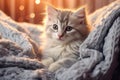 An adorable fluffy kitten basks on soft knit sweater