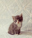 Adorable fluffy kitten with a curious look sitting on a blue and white patterned blanket Royalty Free Stock Photo