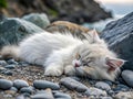 Adorable Fluffy Kitten Sleeping by Seaside Rocks Royalty Free Stock Photo