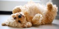 Adorable fluffy puppy cockapoo dog relaxing on back Royalty Free Stock Photo