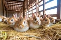 Adorable fluffy rabbits sit by cages with metal grids at animal farm rodent pets breeding