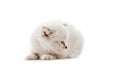 Ragdoll cat kitten isolated on white background