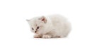 Ragdoll cat kitten isolated on white background