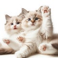 adorable fluffy ragdoll kittens on white