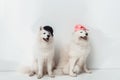 Samoyed dogs in caps Royalty Free Stock Photo