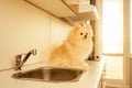 Adorable fluffy spitz rude dog at home sitting on dishwasher Royalty Free Stock Photo