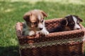 Adorable fluffy welsh corgi puppies in wicker box on green grassy lawn.