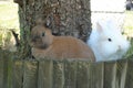 Adorable and fluffy white and brown rabbits Royalty Free Stock Photo