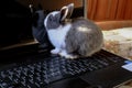 Adorable fluffy white and gray baby bunny playing on black laptop close-up. Cute domestic animal. Animals and technology. Office p Royalty Free Stock Photo