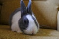 Adorable fluffy white and gray baby bunny sitting on brown sofa and looking into camera close-up. Cute domestic pet. Easter bunny Royalty Free Stock Photo