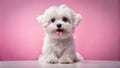 Adorable fluffy white puppy posing against pink background. Generative AI Royalty Free Stock Photo
