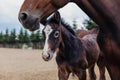Adorable foal with his mother on the farm