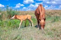 Adorable foal and mare
