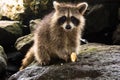 A smiling raccoon on dark rocks.