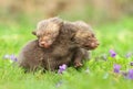 Adorable foxes in violets