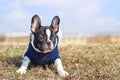 French buldog puppy dressed up standing on the grass