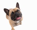 adorable french bulldog dog looking up, sticking out tongue and panting Royalty Free Stock Photo