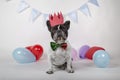 Adorable french bulldog dog sitting with bow tie and red crown with party pennants and colorful balloons on white background Happy Royalty Free Stock Photo