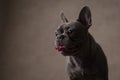 Adorable french bulldog dog sticking out tongue and looking to side Royalty Free Stock Photo